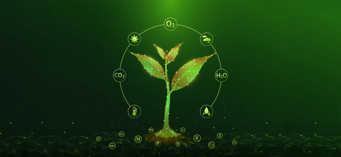 Plante composée de réseaux